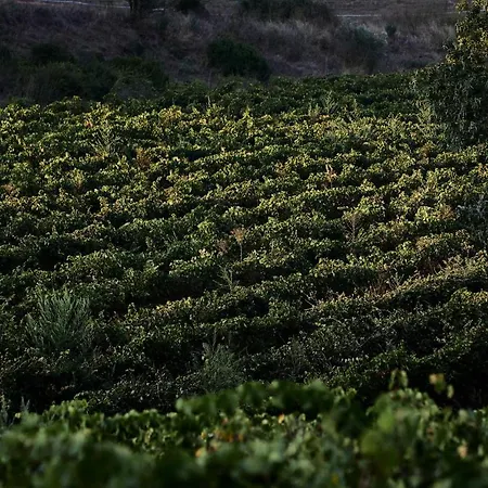 Les De L'oller Del Mas Domek letniskowy *